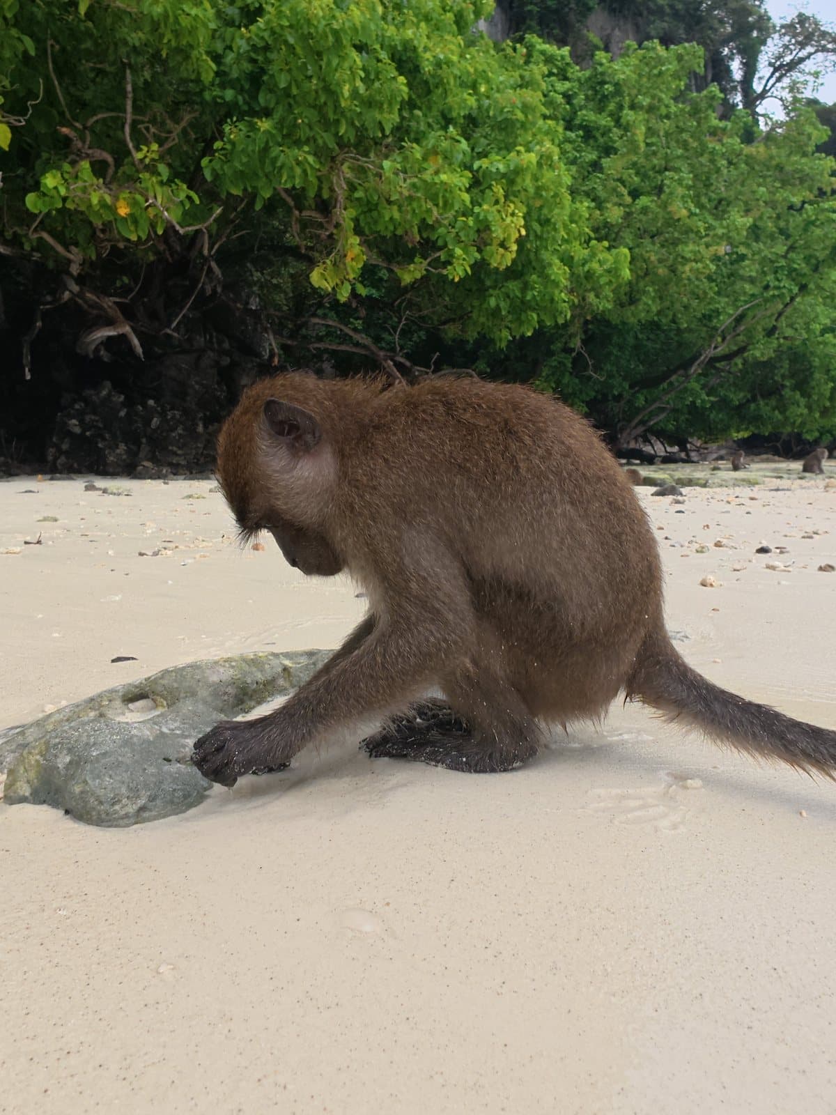 Monkey Beach, Koh Phi Phi