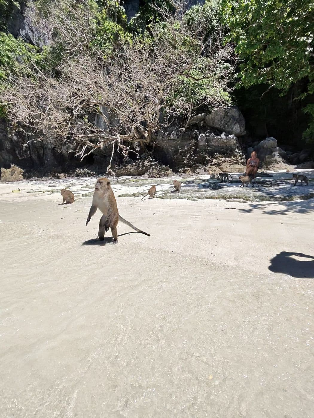 Monkey Bay